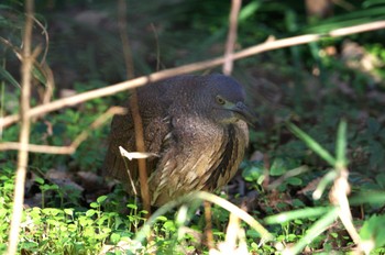 2024年1月15日(月) 水元公園の野鳥観察記録