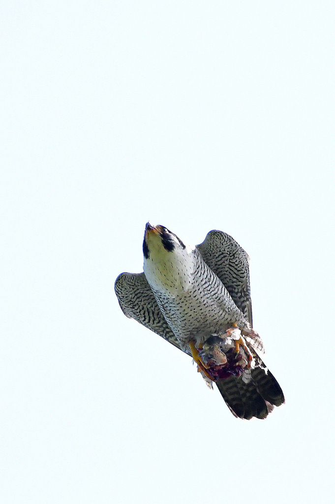 Photo of Peregrine Falcon at 北海道 by Markee Norman