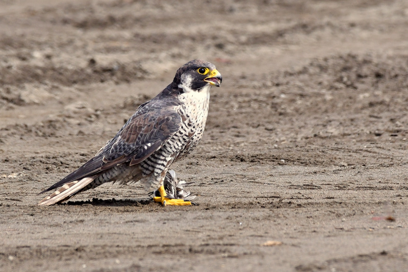 Peregrine Falcon