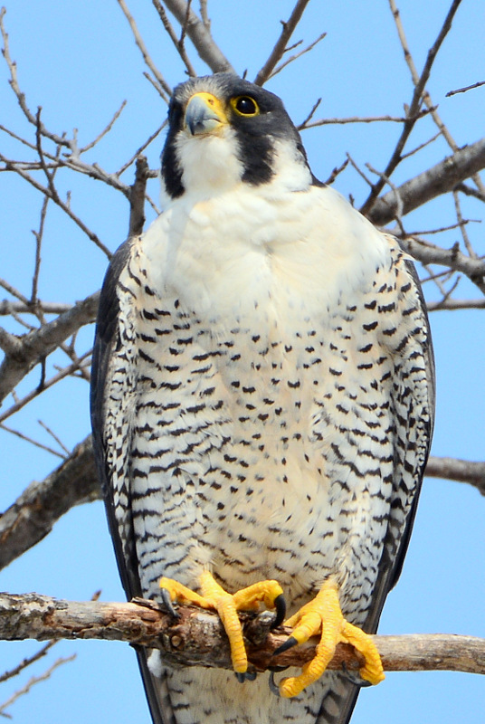 Peregrine Falcon