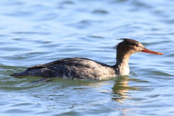 Red-breasted Merganser Unknown Spots Unknown Date