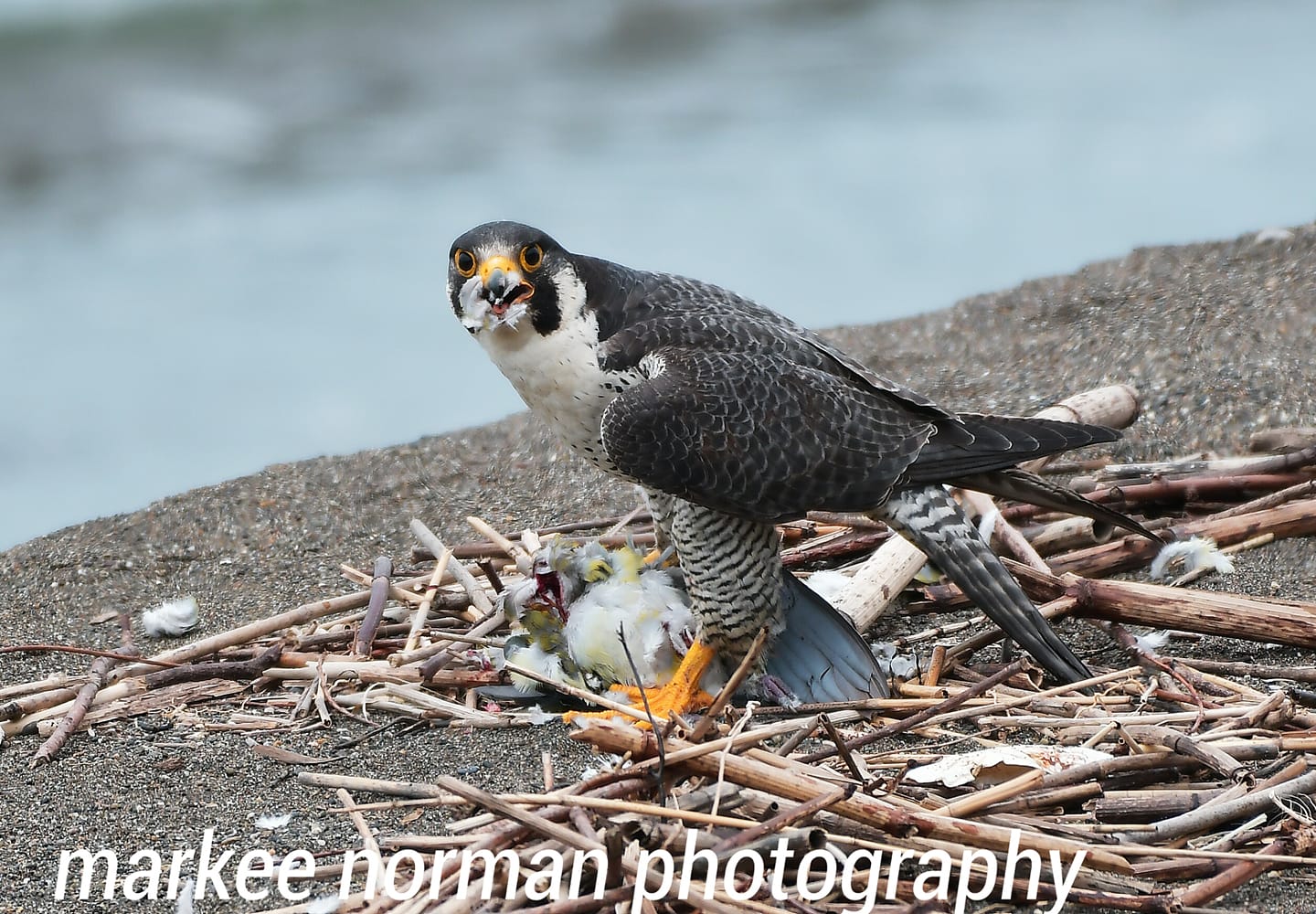 Peregrine Falcon