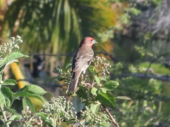 2024年1月14日(日) ハワイ島の野鳥観察記録