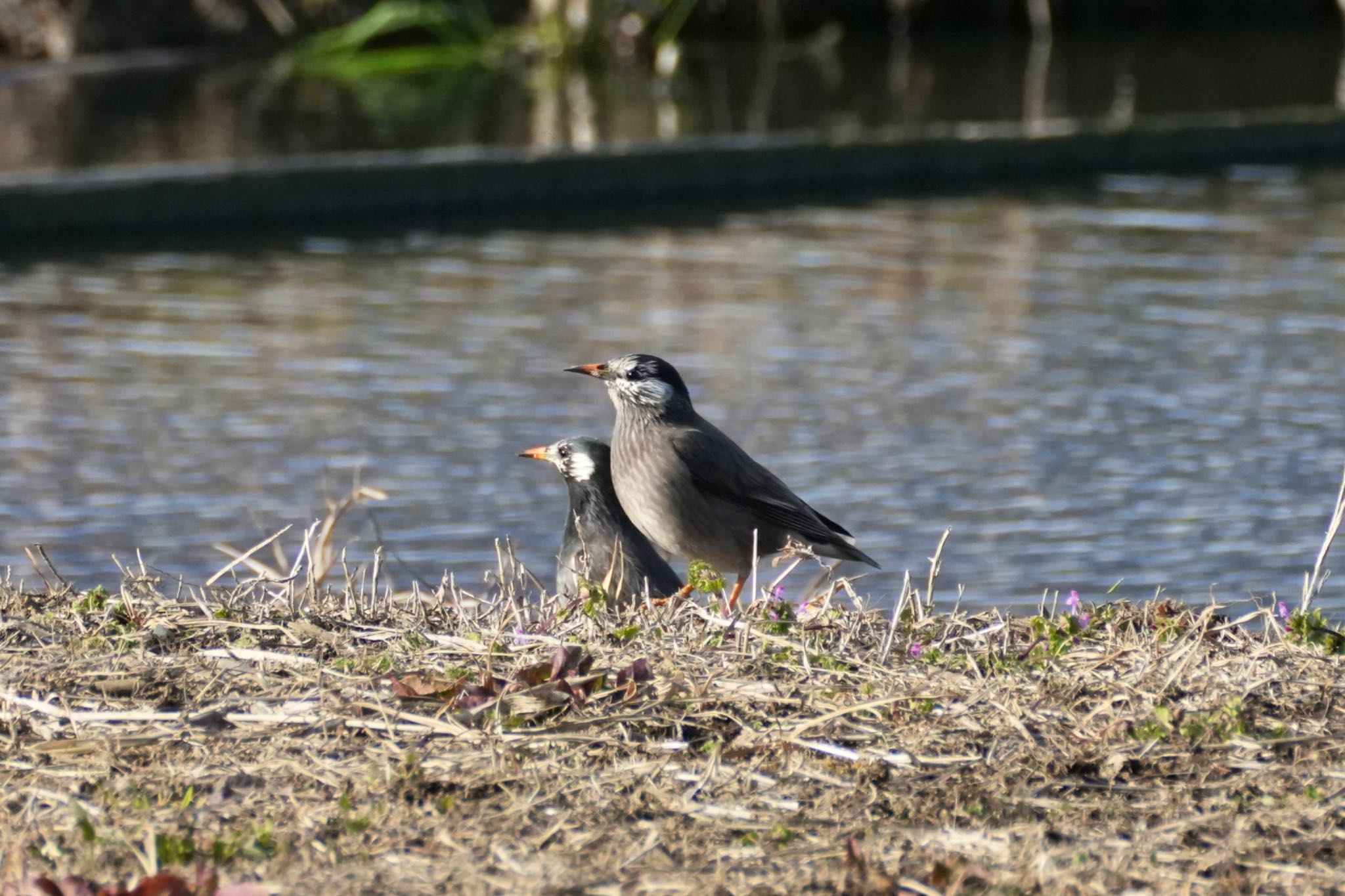 White-cheeked Starling