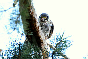 Eurasian Hobby 北海道 Unknown Date