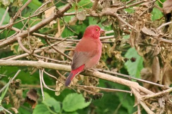 Red-billed Firefinch Amboseli National Park Tue, 12/26/2023