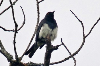 カササギフウキンチョウ アンボセリ国立公園 2023年12月26日(火)