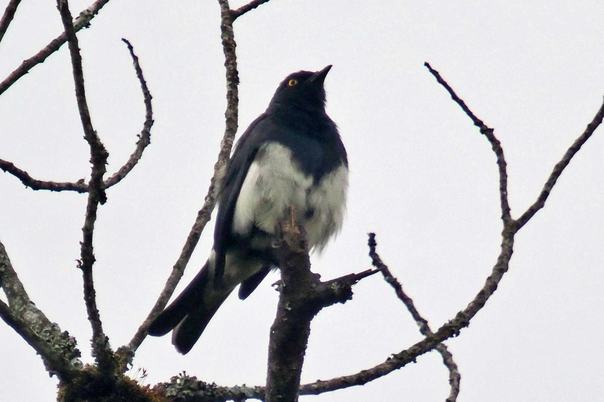 Photo of Magpie Tanager at Amboseli National Park by 藤原奏冥