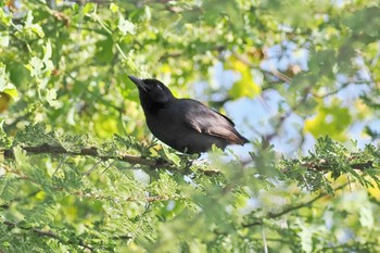 Slate-colored Boubou Amboseli National Park Wed, 12/27/2023