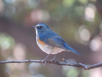 ルリビタキ 愛知県 2016年12月31日(土)