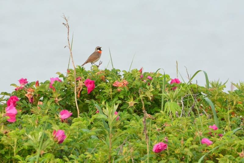 Photo of Siberian Rubythroat at 北海道 by Markee Norman