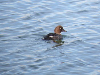 Common Goldeneye 安濃川河口 Sat, 1/7/2017