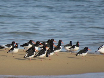 Eurasian Oystercatcher 安濃川河口 Sat, 1/7/2017