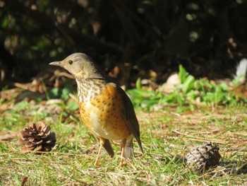 Grey-backed Thrush 大阪府 Wed, 1/18/2017