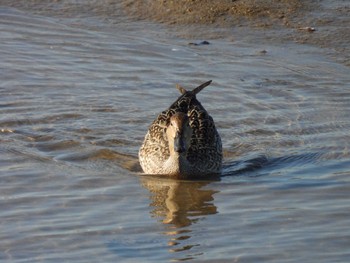 Sun, 1/14/2024 Birding report at 安濃川河口