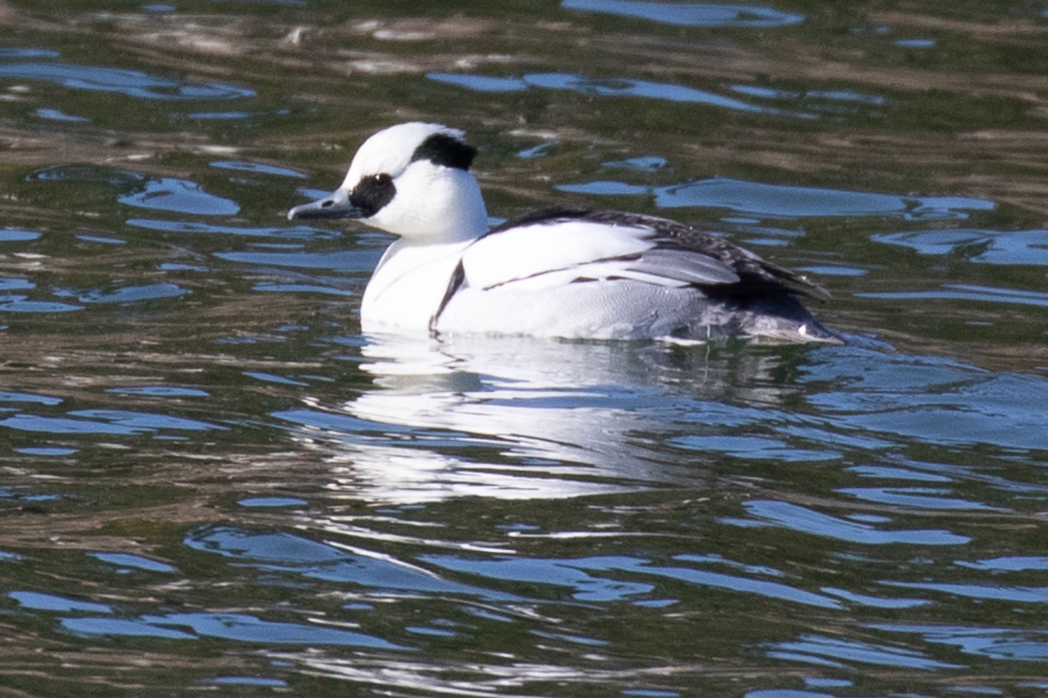 Smew