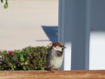 House Sparrow ハワイ島 Sun, 1/14/2024