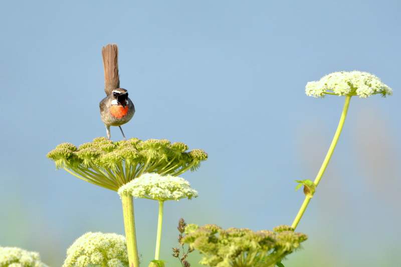 Siberian Rubythroat