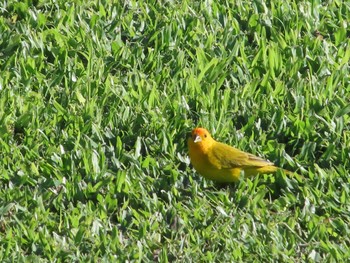 Saffron Finch ハワイ島 Sun, 1/14/2024