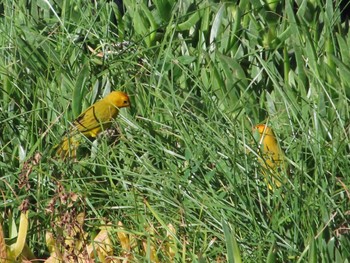 Saffron Finch ハワイ島 Sun, 1/14/2024