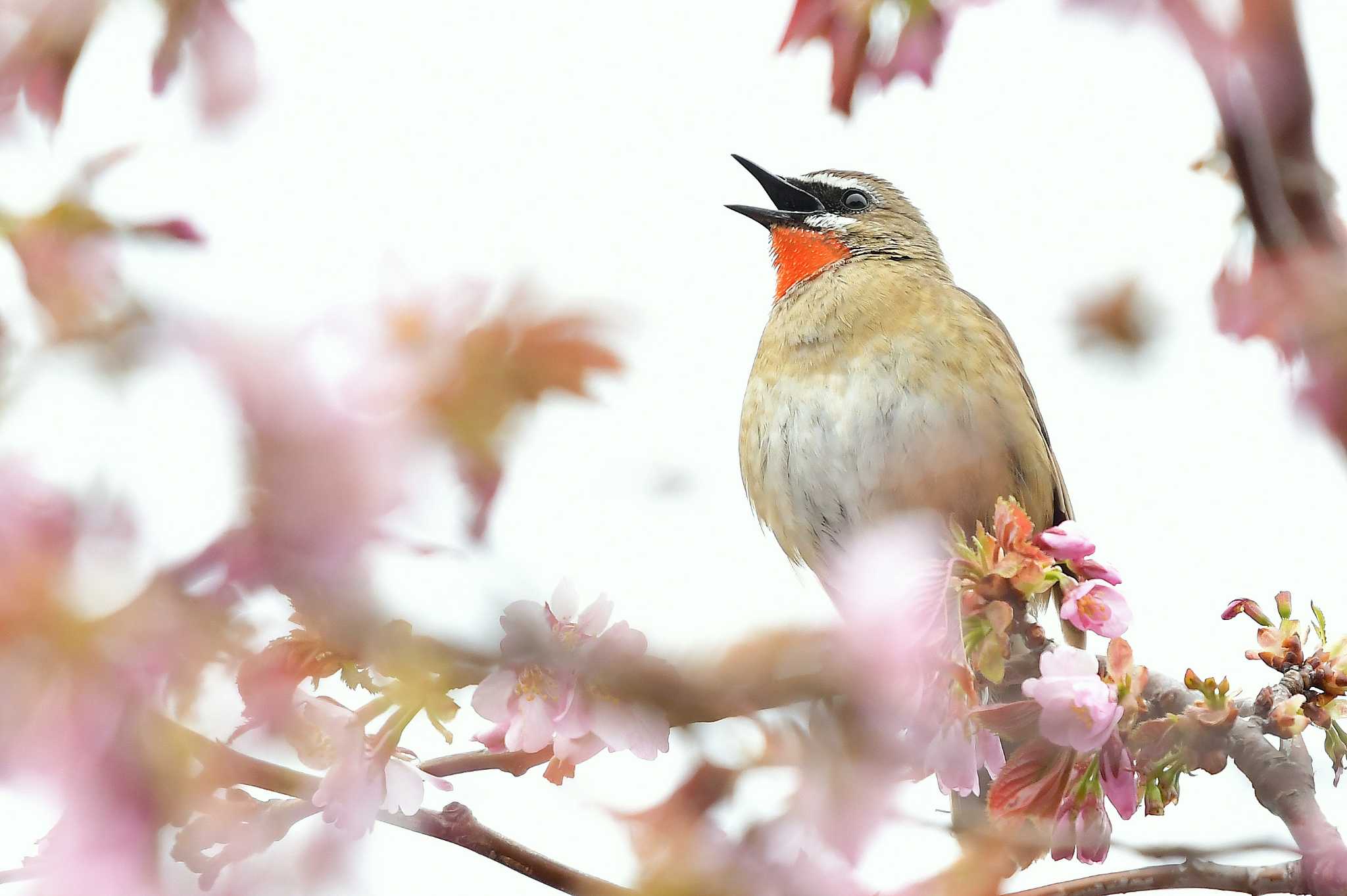 Siberian Rubythroat