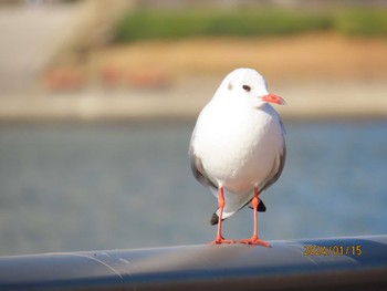 Black-headed Gull 東京湾 Mon, 1/15/2024