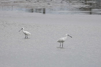 Eurasian Spoonbill 皿池(明石市大久保町) Thu, 1/4/2024