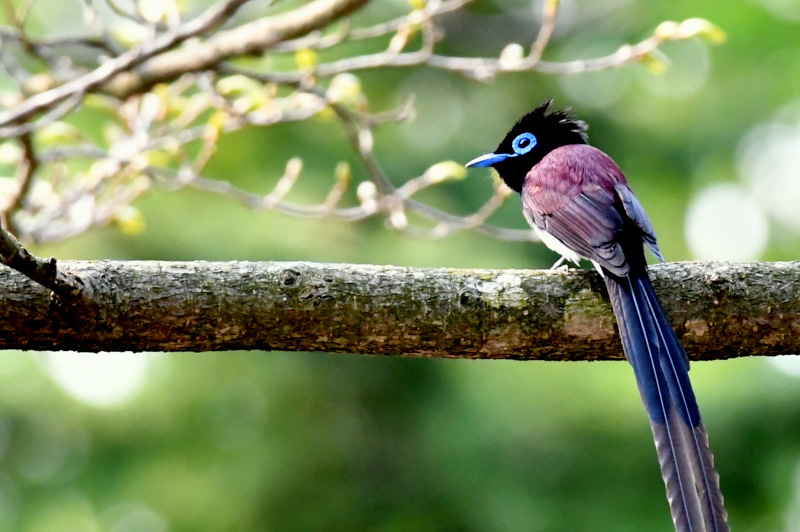 Black Paradise Flycatcher