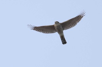 Eurasian Sparrowhawk 愛知県 Wed, 1/10/2024