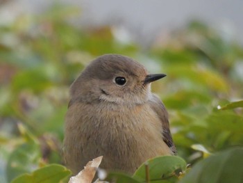 Mon, 1/15/2024 Birding report at Kyoto Gyoen