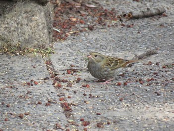 Grey Bunting 庄内緑地公園 Sun, 1/22/2017