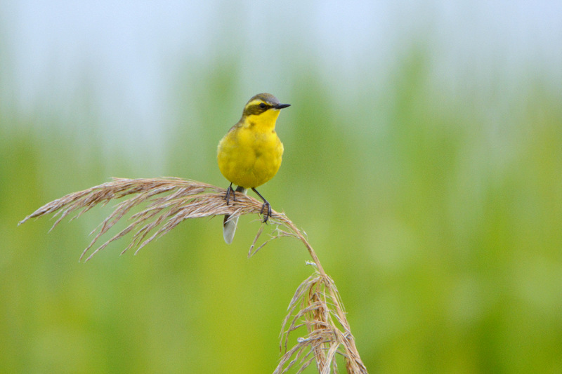 Eastern Yellow Wagtail