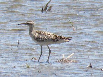 Little Curlew 西尾市 Tue, 4/25/2017