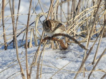 Lapland Longspur 大津漁港(中津郡豊頃町) Mon, 1/8/2024