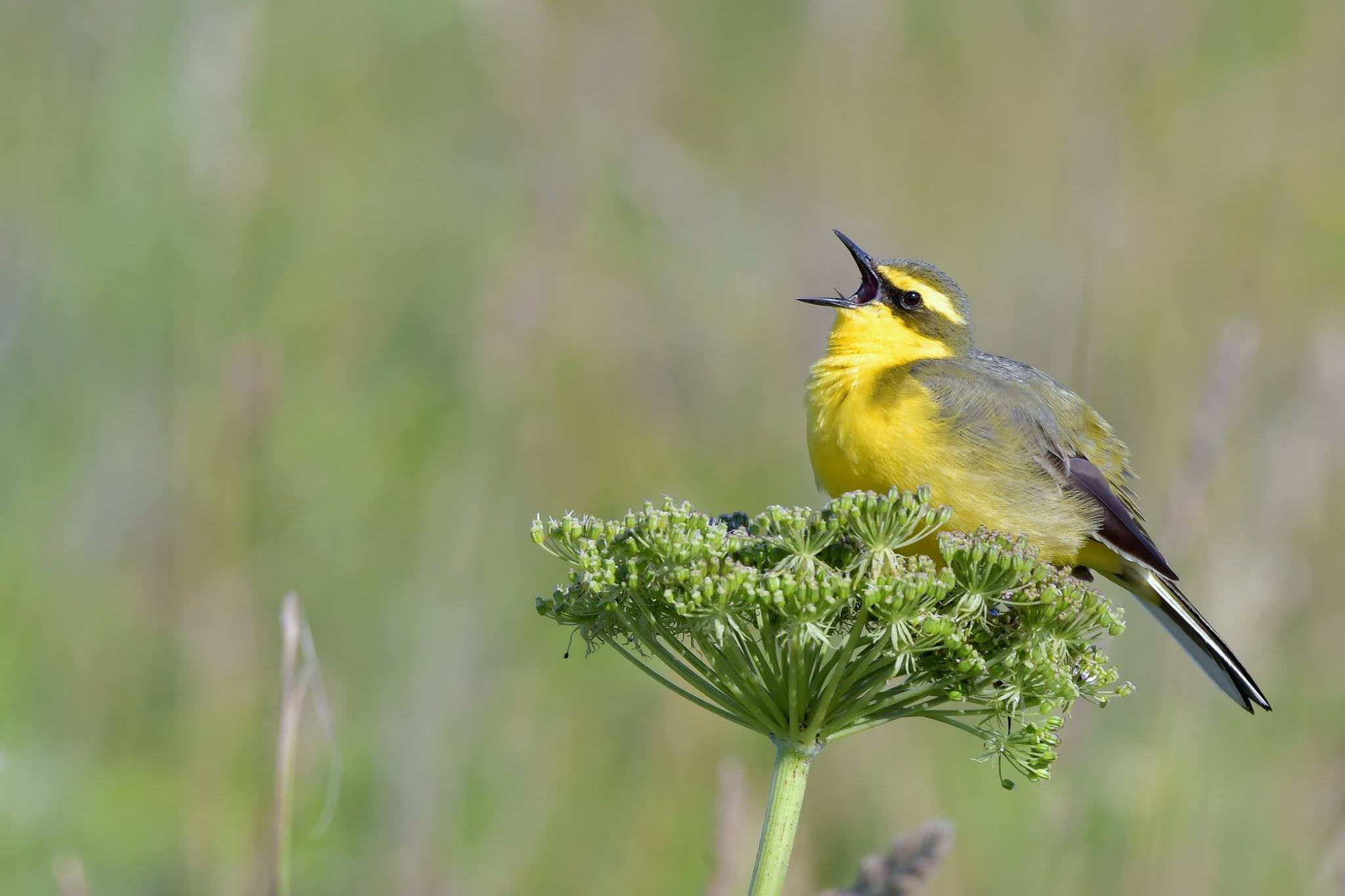 Eastern Yellow Wagtail