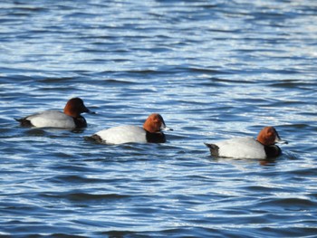 Common Pochard 大津漁港(中津郡豊頃町) Mon, 1/8/2024