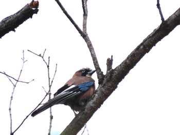 Eurasian Jay 猪高緑地 Sat, 1/13/2024