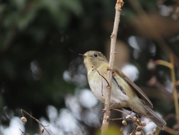 Red-flanked Bluetail 猪高緑地 Sat, 1/13/2024