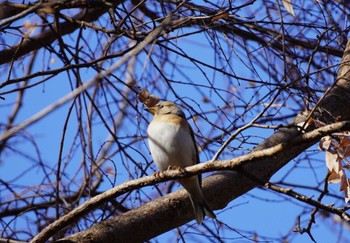 Brambling 大阪府 Sun, 1/14/2024