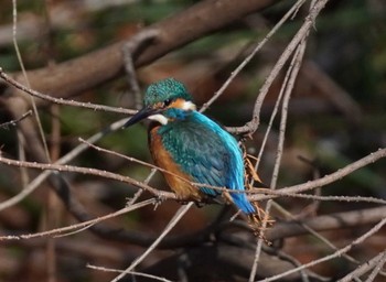 Common Kingfisher 大阪府 Sun, 1/14/2024