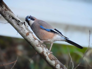 Eurasian Jay 天理ダム風致公園 Tue, 1/9/2024