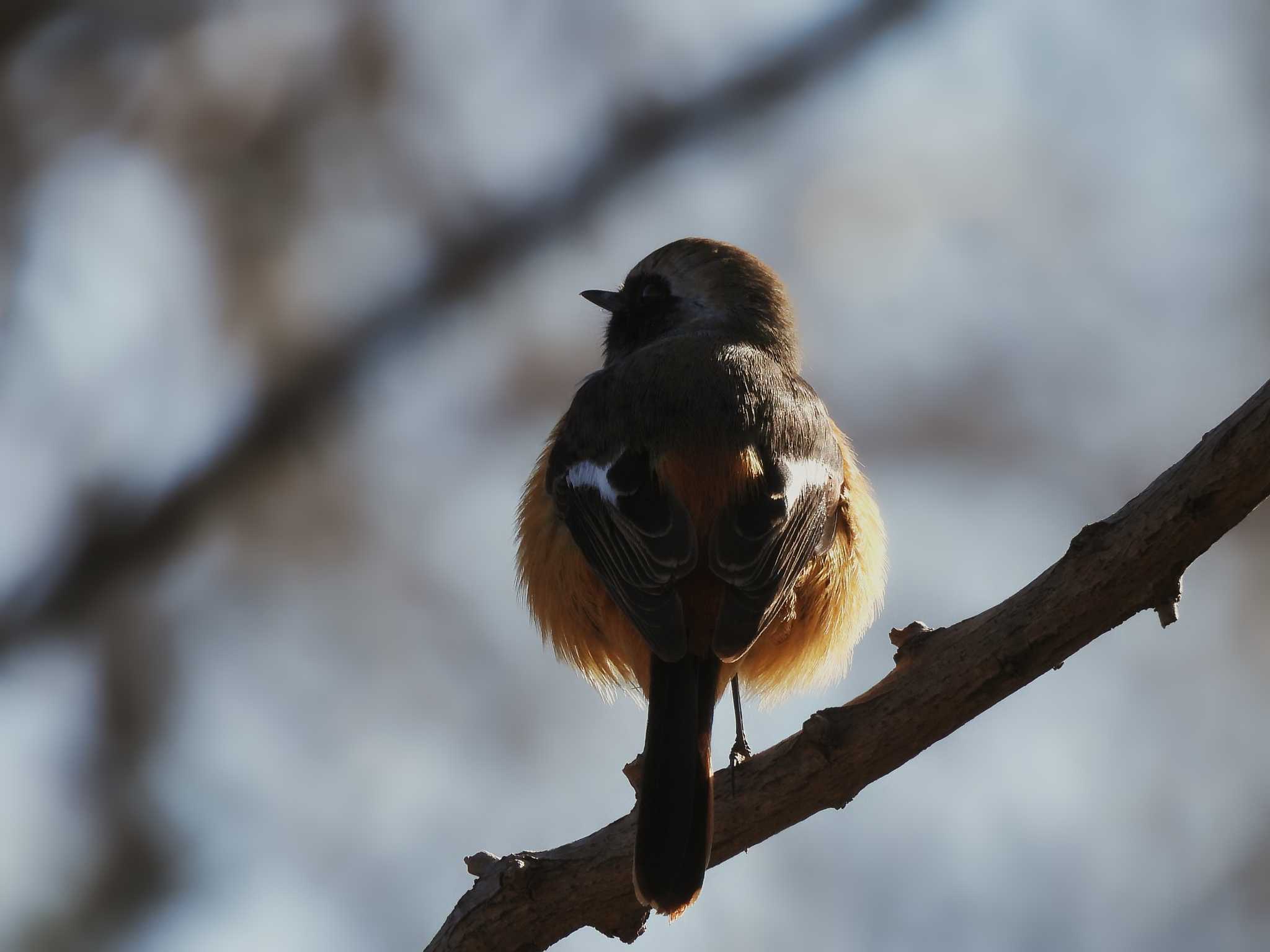 Photo of Daurian Redstart at 奈良市水上池 by nｰ notari