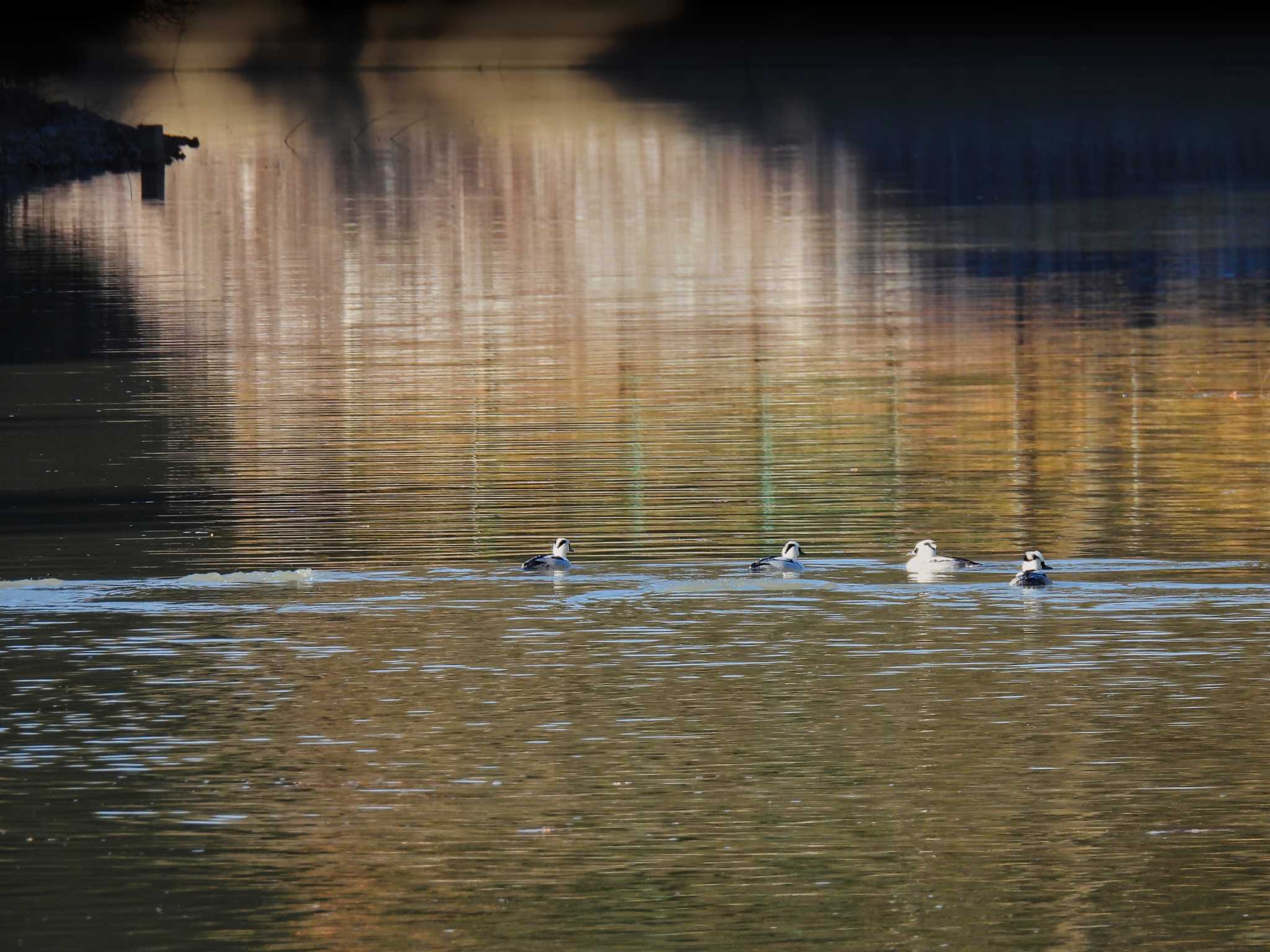 Photo of Smew at 奈良市水上池 by nｰ notari