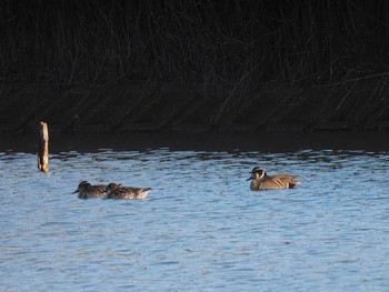 Baikal Teal 奈良市水上池 Sun, 1/14/2024