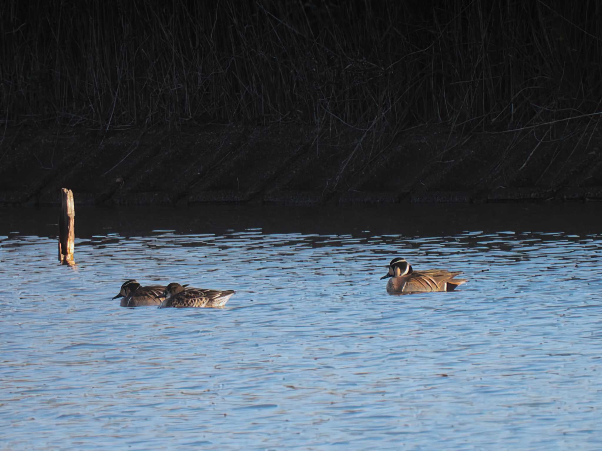 Photo of Baikal Teal at 奈良市水上池 by nｰ notari