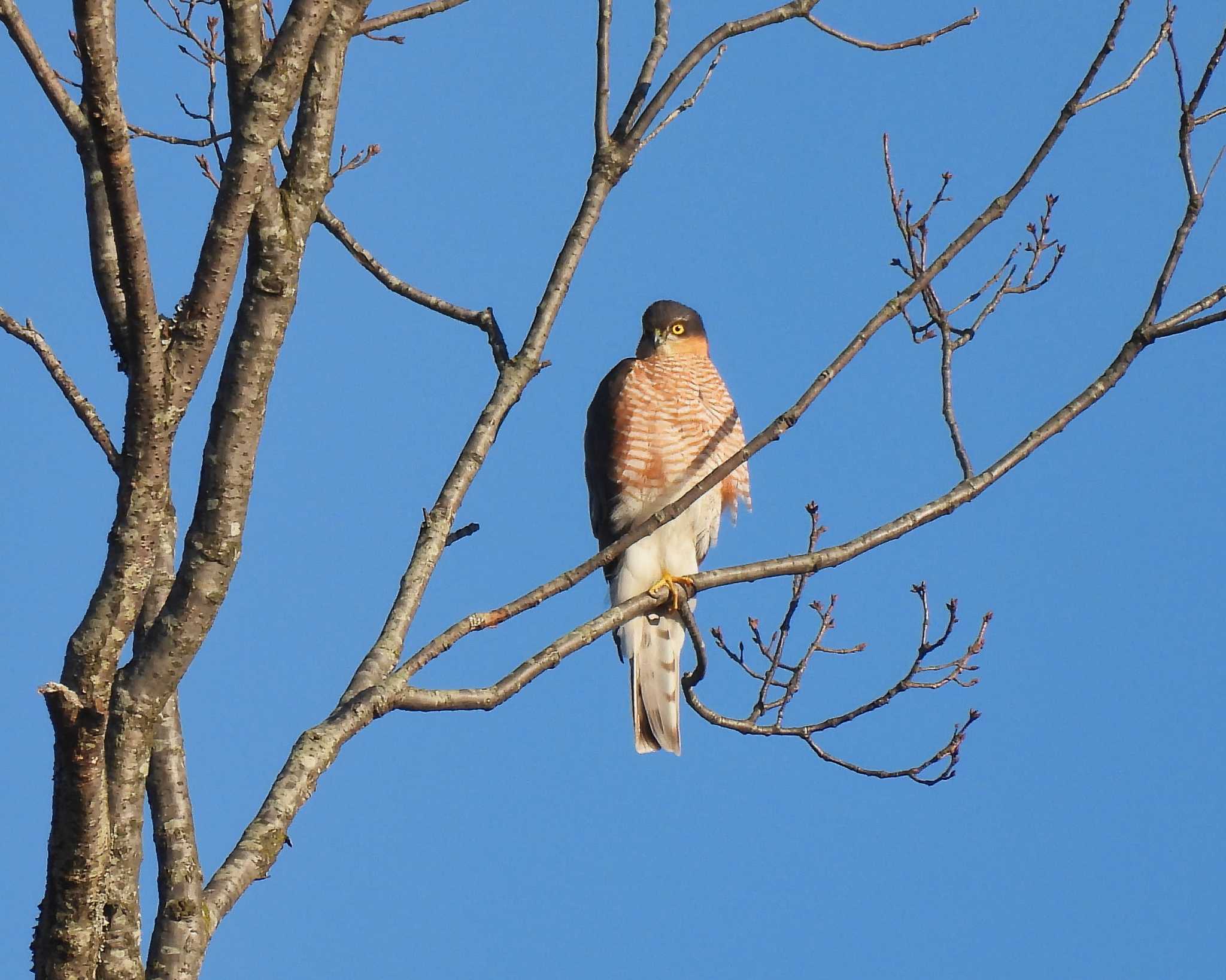 Photo of Eurasian Sparrowhawk at 奈良市水上池 by nｰ notari