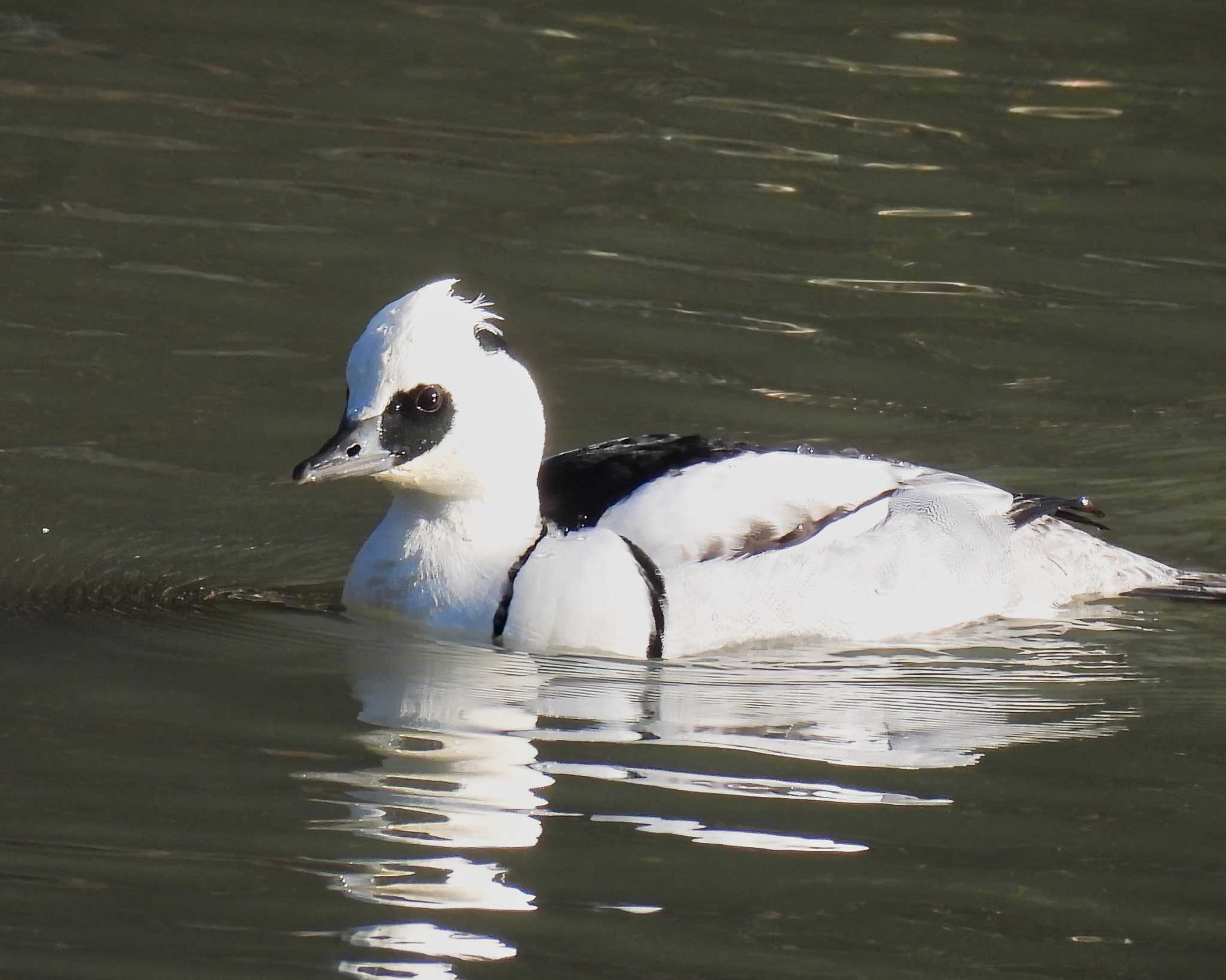 Photo of Smew at 奈良市水上池 by nｰ notari