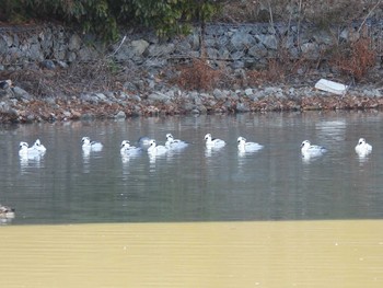 Smew 奈良市水上池 Sun, 1/14/2024