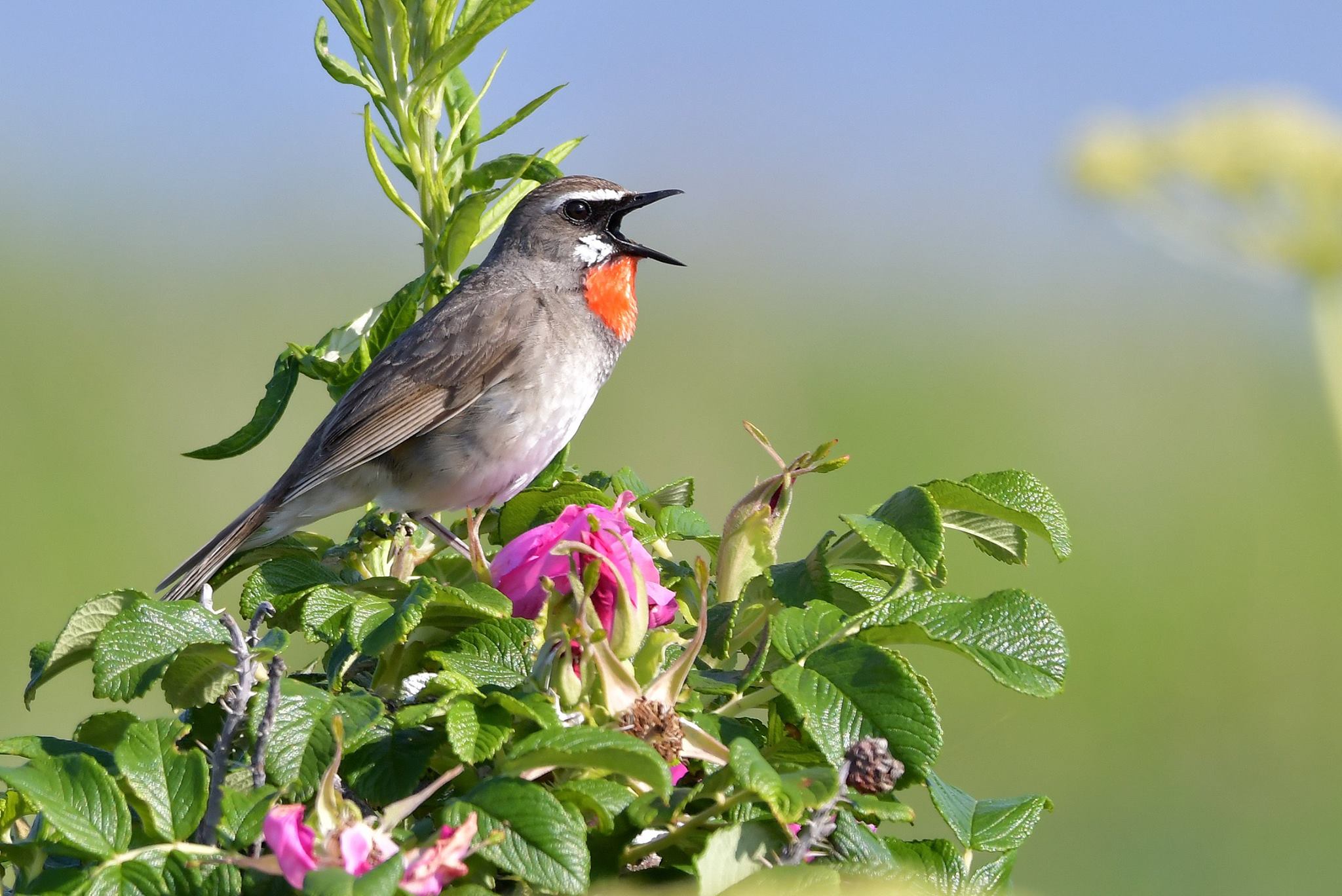 Siberian Rubythroat