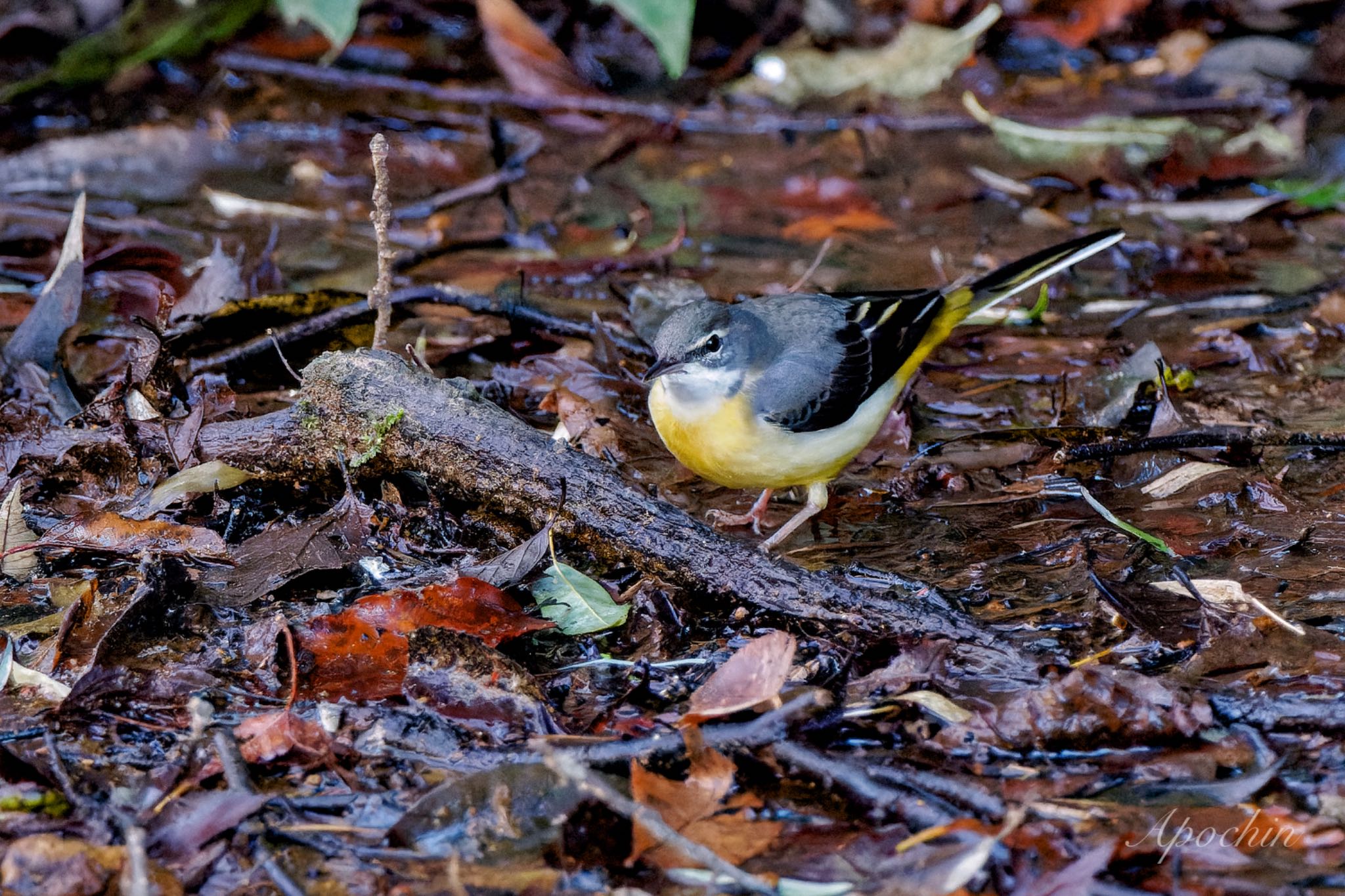 Grey Wagtail